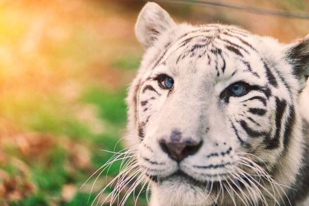 Biały duży tygrys, bielony tygrys w jesiennym parku układanie i chodzenie, zbliżenie - Zdjęcie, obraz