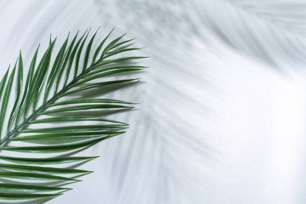 tropical palm leaves on white background, flat lay. - Photo, Image