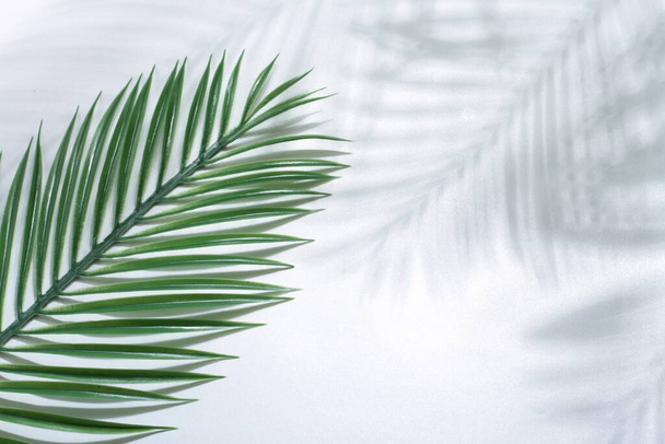 palmunlehtiä valkoisella pohjalla kopiotilaa. tasainen - Valokuva, kuva