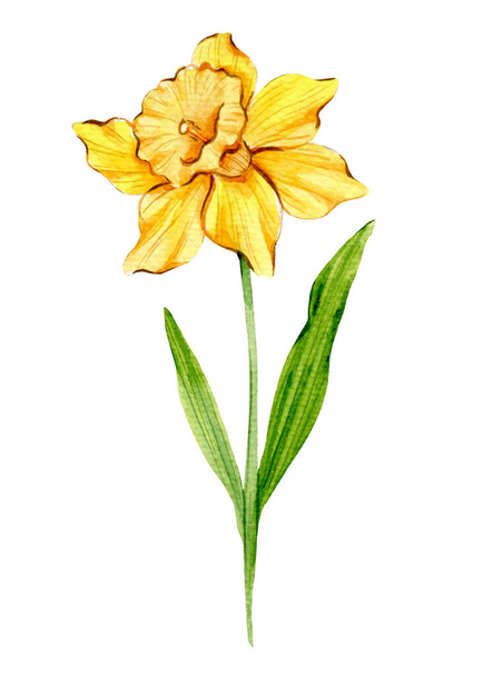 Daffodil akvarelli kuvitus. Refiodiili kukka eristetty valkoinen. Maaliskuun syntymäkuukausi kukka. Daffodil Käsin maalattu akvarelli kasvitieteellinen kuva. - Valokuva, kuva
