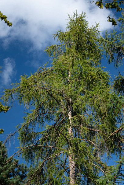 Detailní záběr na vysoký jehličnatý strom, modřín, rostoucí vzhůru proti modré obloze - Fotografie, Obrázek