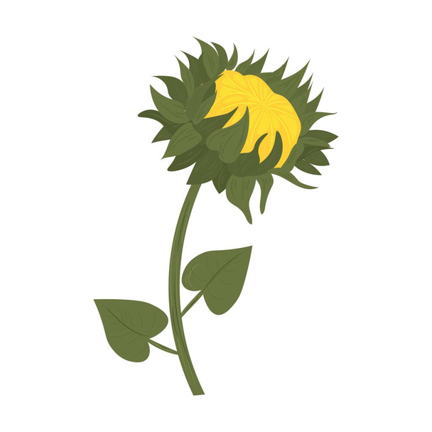 Beautiful young sunflower on white background - Vector, Image