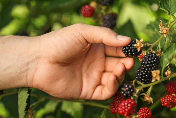 Woman picking ripe blackberries from bush outdoors, closeup - Φωτογραφία, εικόνα