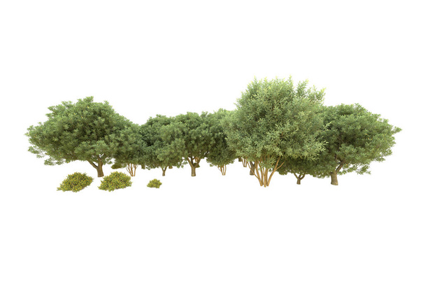 Forest isolated on white background. 3d rendering - illustration - Photo, Image