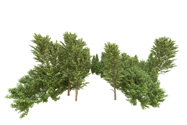 Ліс ізольований на білому тлі. 3d візуалізація - ілюстрація - Фото, зображення
