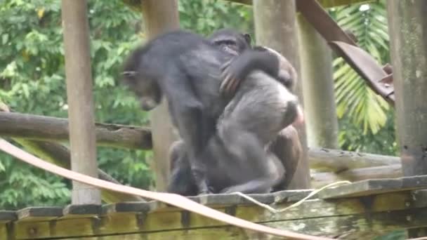 チンパンジーとチンパンジーがツリーハウスで遊んでいる. チンパンジーは単にチンパンジーと呼ばれています. - 映像、動画
