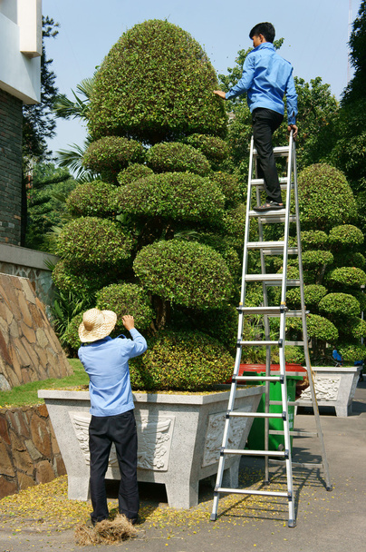 Asya işçisi, dekoratif bitki, bonsai ağacı - Fotoğraf, Görsel