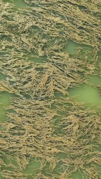 Drone aéreo de superficie marina con algas y algas marinas. - Metraje, vídeo