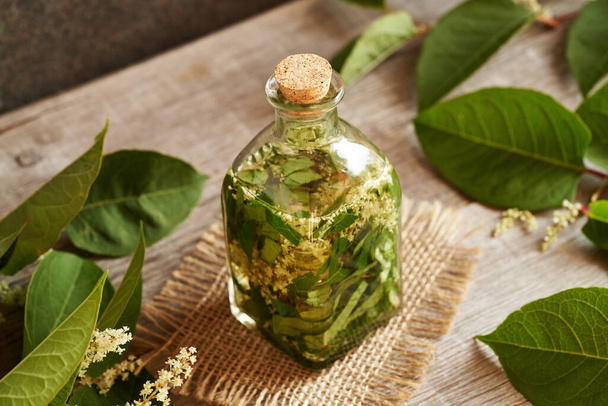 Preparation of herbal tincture from fresh japanese knotweed or Reynoutria japonica plant - Photo, Image