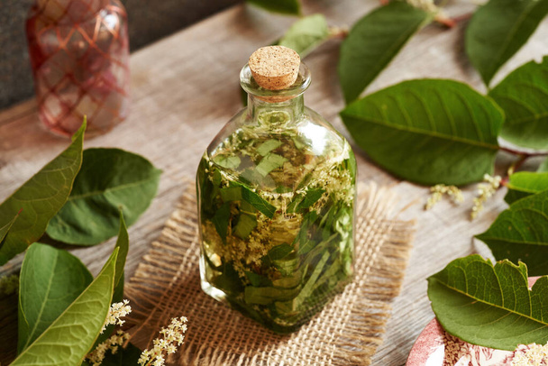 Preparation of herbal tincture from fresh japanese knotweed or Reynoutria japonica leaves and flowers - Photo, Image