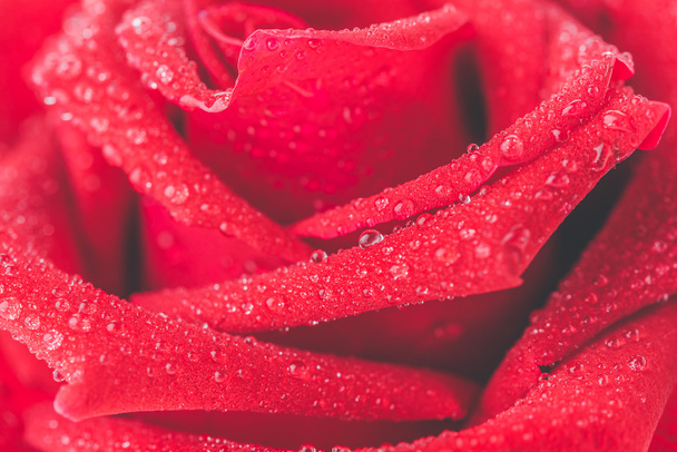rote Rosenblüte - Foto, Bild