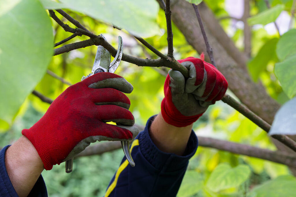 Man pruning of trees with secateurs in the garden. - Photo, Image