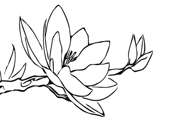 Fiore di Magnolia. Linea in bianco e nero art. Stampa per T-shirt, design per tatuaggi.  - Foto, immagini