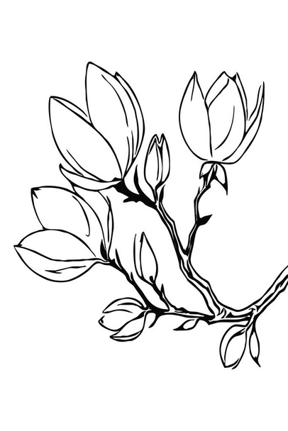 Flor de magnolia. Arte de línea en blanco y negro. Impresión para camisetas, diseño para tatuajes.  - Foto, Imagen