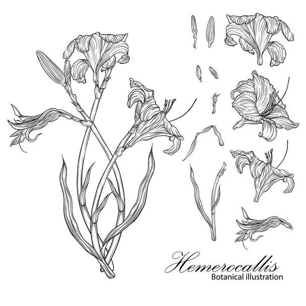 Ilustración botánica de Hemerocallis. Ilustración gráfica. - Vector, Imagen