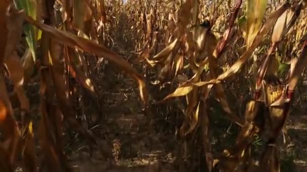 Maïs non récolté dans un champ en montagne - Séquence, vidéo