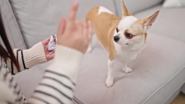 Joven mujer hispana con perro chihuahua enojado con perro en casa - Metraje, vídeo