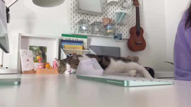 Dijital göçebe konsepti Asyalı serbest yazar kadın otelde çalışıyor ve kedisiyle oynuyor - Video, Çekim