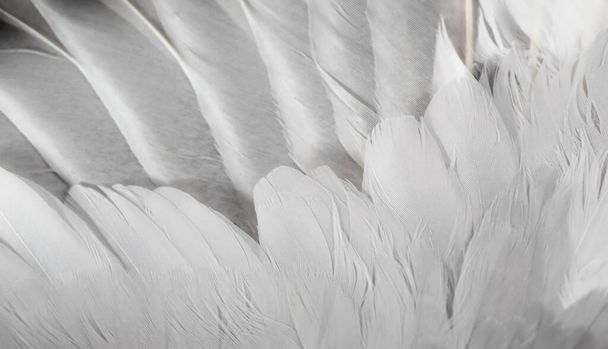 paloma de plumas gris macro foto. textura o fondo - Foto, Imagen