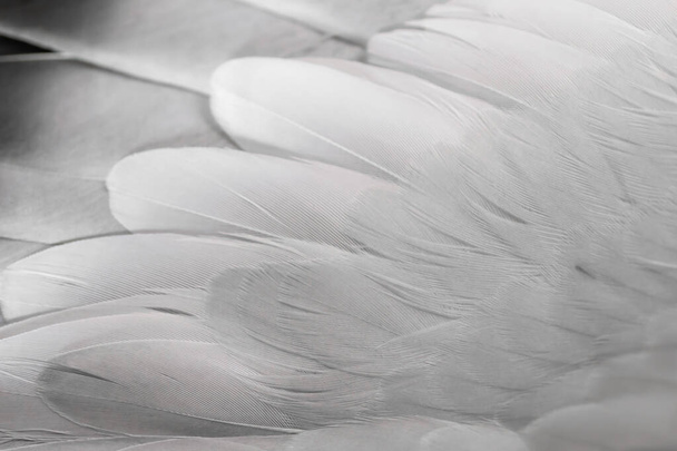 paloma de plumas gris macro foto. textura o fondo - Foto, Imagen
