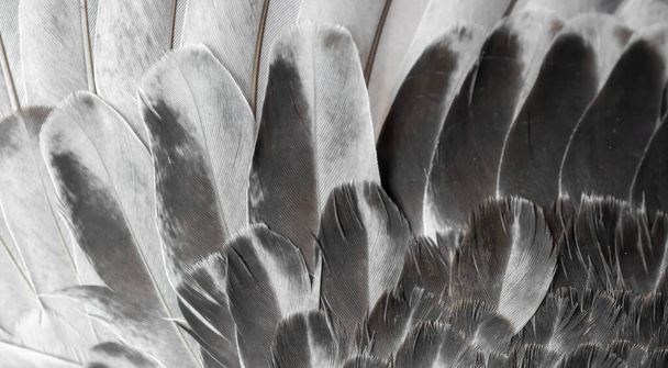 paloma de plumas gris macro foto. textura o fondo - Foto, imagen