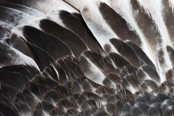 šedý opeřený holub makro foto. textura nebo pozadí - Fotografie, Obrázek