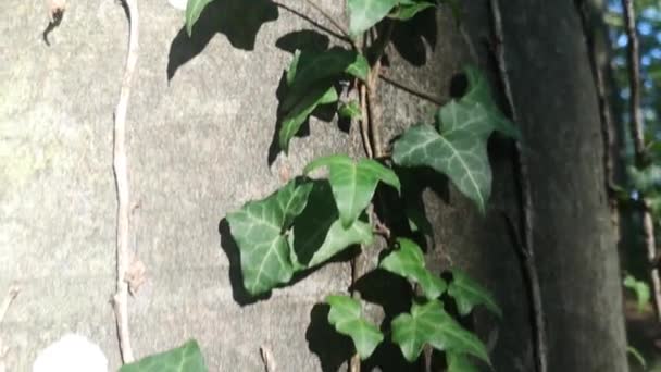 Ivy parasita el tronco de haya europea - Imágenes, Vídeo