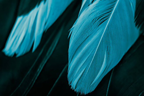 Blaue Federtaube Makrofoto. Textur oder Hintergrund - Foto, Bild