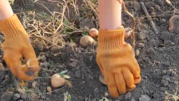 Las manos femeninas en guantes naranjas cosechan patatas del suelo. - Metraje, vídeo