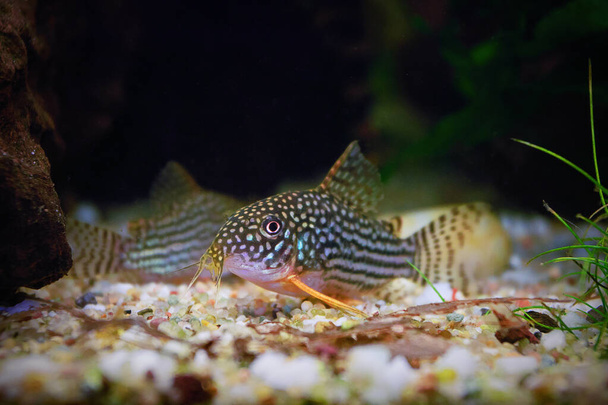 sterbai cory close up, τα ψάρια φυλή και μεγάλωσε σε μια δεξαμενή (Corydoras sterbai) - Φωτογραφία, εικόνα