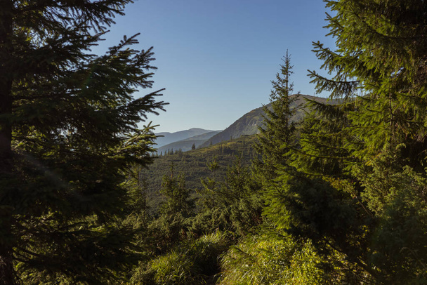 Tall evergreen trees set against a mountain backdrop, nature's grandeur in the heart of the mountains. - Photo, Image