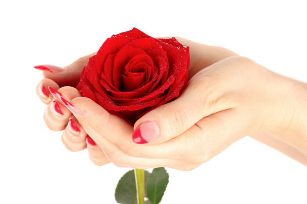 Rose in hand isolated on white - Photo, Image