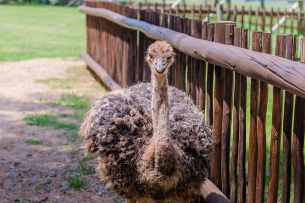 Ostrich, South Africa. - Foto, Imagem