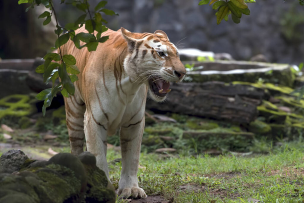 El tigre dorado en su entorno - Foto, Imagen