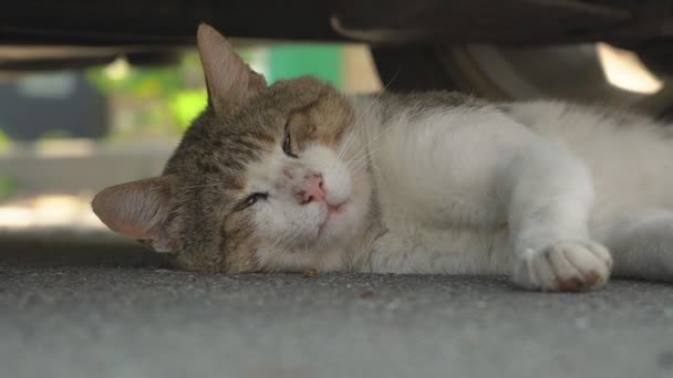 Słodki dorosły krótkowłosy siwy domowy kot z jasnozielonymi oczami spaceruje spokojnie w naturze, patrzy w kamerę i zezulce. Przyjemny i leniwy nastrój. - Materiał filmowy, wideo