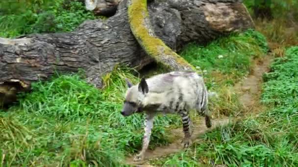 Video arabských pruhovaných hyen - Záběry, video
