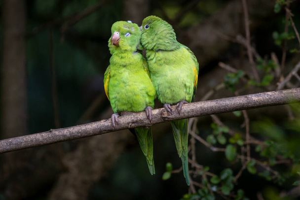 Um par de Plain Parakeet empoleirados no ramo. Espécie Brotogeris chiriri. É um periquito típico da floresta brasileira. Observação de pássaros. birding. Dia dos Namorados de papagaio. Afeição. - Foto, Imagem