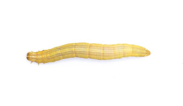 Bruine inktworm of duimworm larve rups. Mocis marcida is een vlinder uit de familie van de spinneruilen (Erebidae). geïsoleerd op witte achtergrond top dorsale uitzicht - Foto, afbeelding