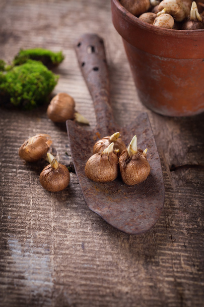 Flower bulbs, old pot and trowel - Photo, image
