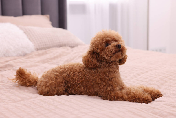 Słodki maltipoo pies na miękkim łóżku w domu. Piękne zwierzę - Zdjęcie, obraz