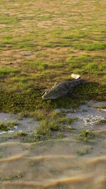 Вид с воздуха на крокодила на берегу водохранилища. Шри-Ланка. - Кадры, видео