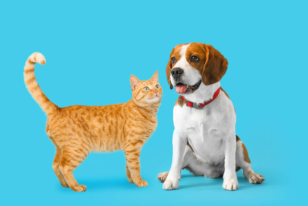 Niedliche rote Katze und Beagle Hund auf hellblauem Hintergrund - Foto, Bild