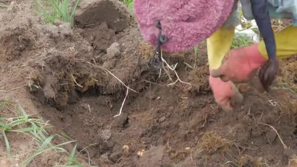 Zemědělství na venkově: pohled na zemědělský průmysl brambor, video - Záběry, video