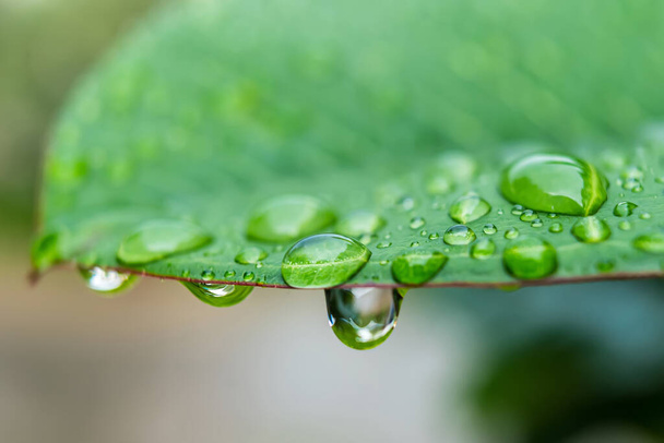 Makro lähikuva Kaunis raikas vihreä lehti pisara vettä sateen jälkeen aamulla auringonvalo luonto tausta. - Valokuva, kuva