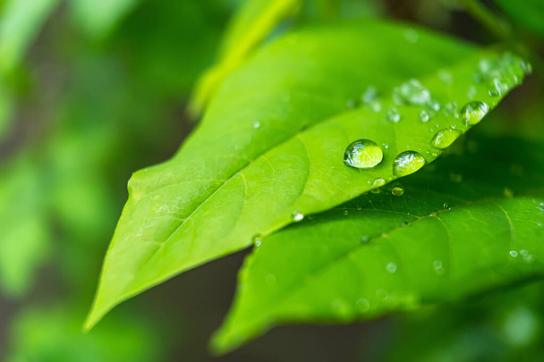 Macro closeup του όμορφο φρέσκο πράσινο φύλλο με σταγόνα νερό μετά τη βροχή στο φως του ήλιου το πρωί φόντο της φύσης. - Φωτογραφία, εικόνα