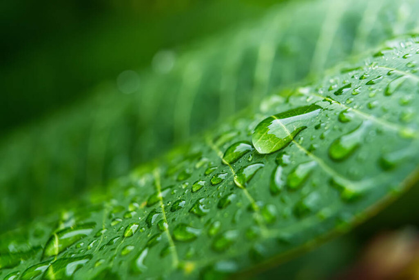 Макро крупним планом красивий свіжий зелений лист з краплями води після дощу на фоні ранкового сонячного світла
. - Фото, зображення