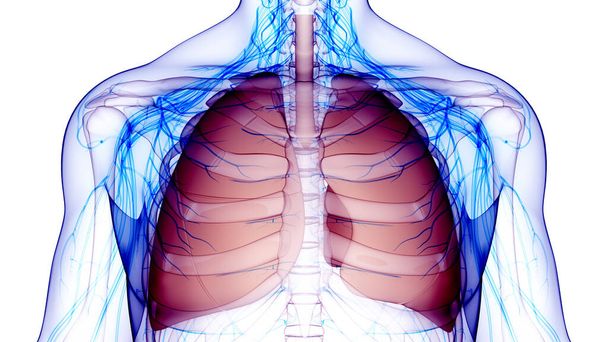 Анатомия легких дыхательной системы человека. 3D  - Фото, изображение