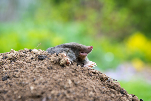 Mole, Talpa europaea, rastejando para fora de molehill marrom, grama verde no fundo. Animal do jardim. - Foto, Imagem