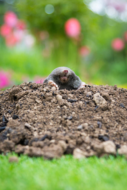 European mole crawling out of molehill above ground, showing strong front feet used for digging underground tunnels - Photo, Image