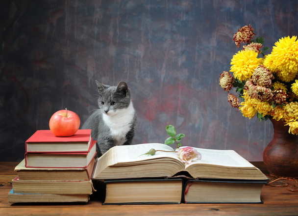 γάτα ποζάρουν για βιβλία και λουλούδια - Φωτογραφία, εικόνα